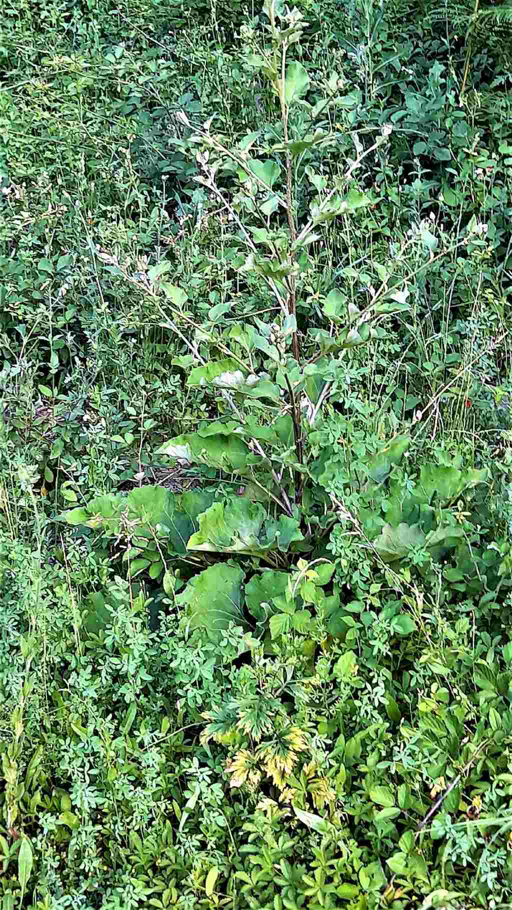 Arctium sp. (Asteraceae)