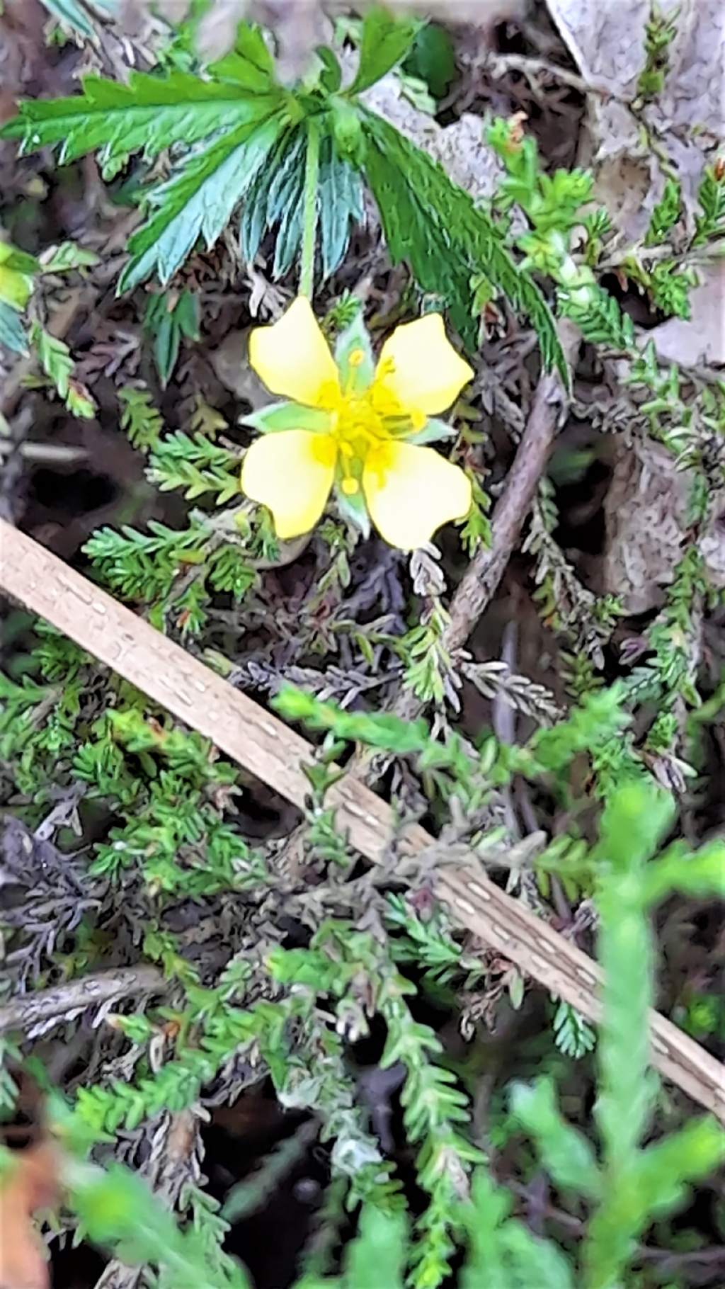Piccolo fiore giallo:  Potentilla erecta
