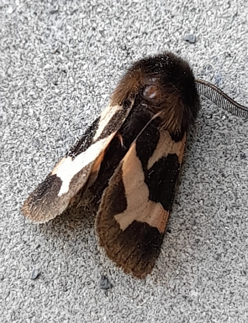 Watsonarctia deserta (Erebidae Arctiinae)