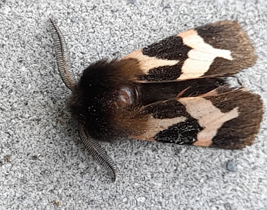 Watsonarctia deserta (Erebidae Arctiinae)
