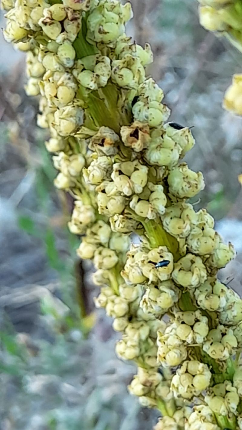 Reseda sp. (Resedaceae)