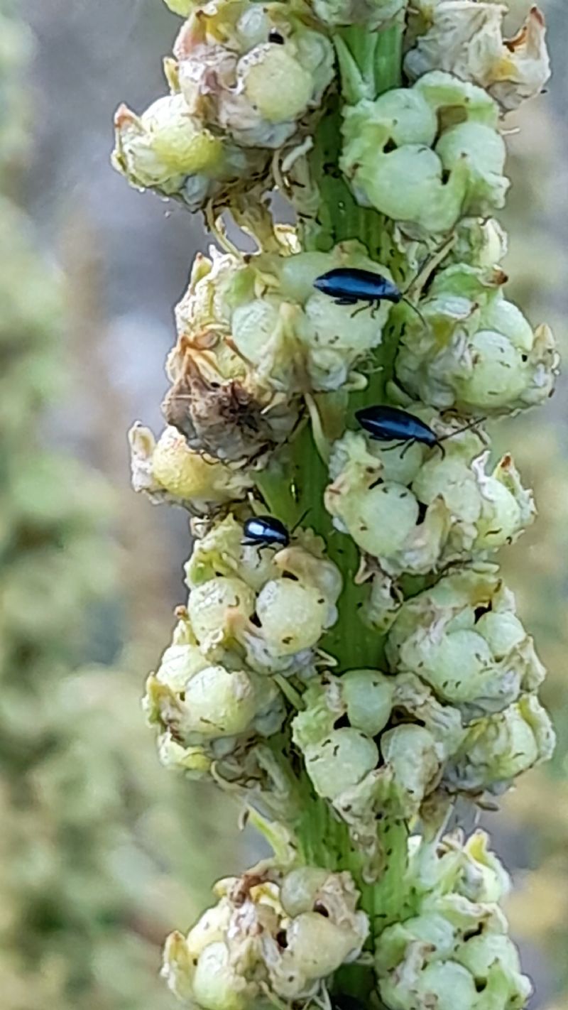 Reseda sp. (Resedaceae)