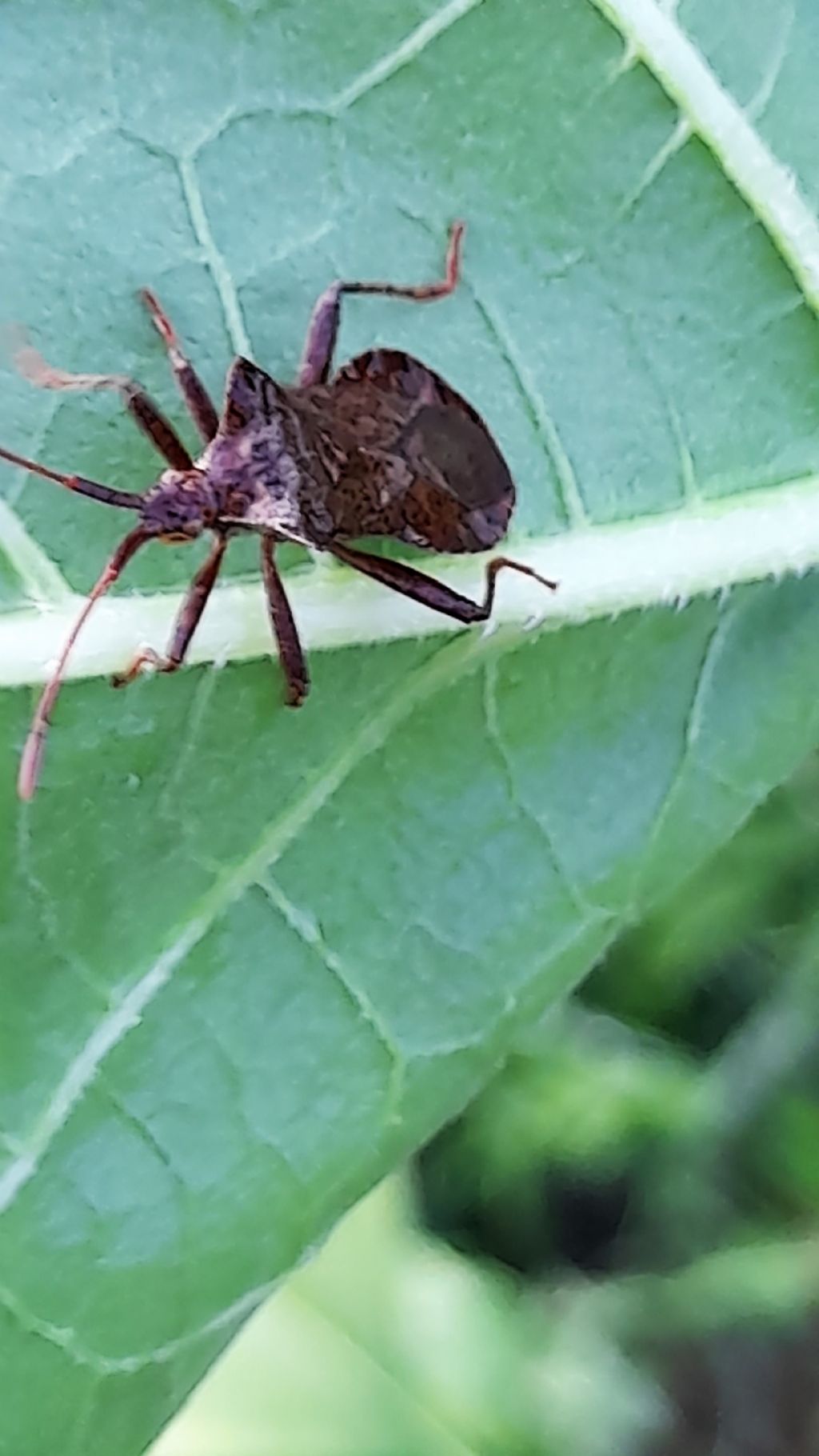 Coreidae: Coreus marginatus