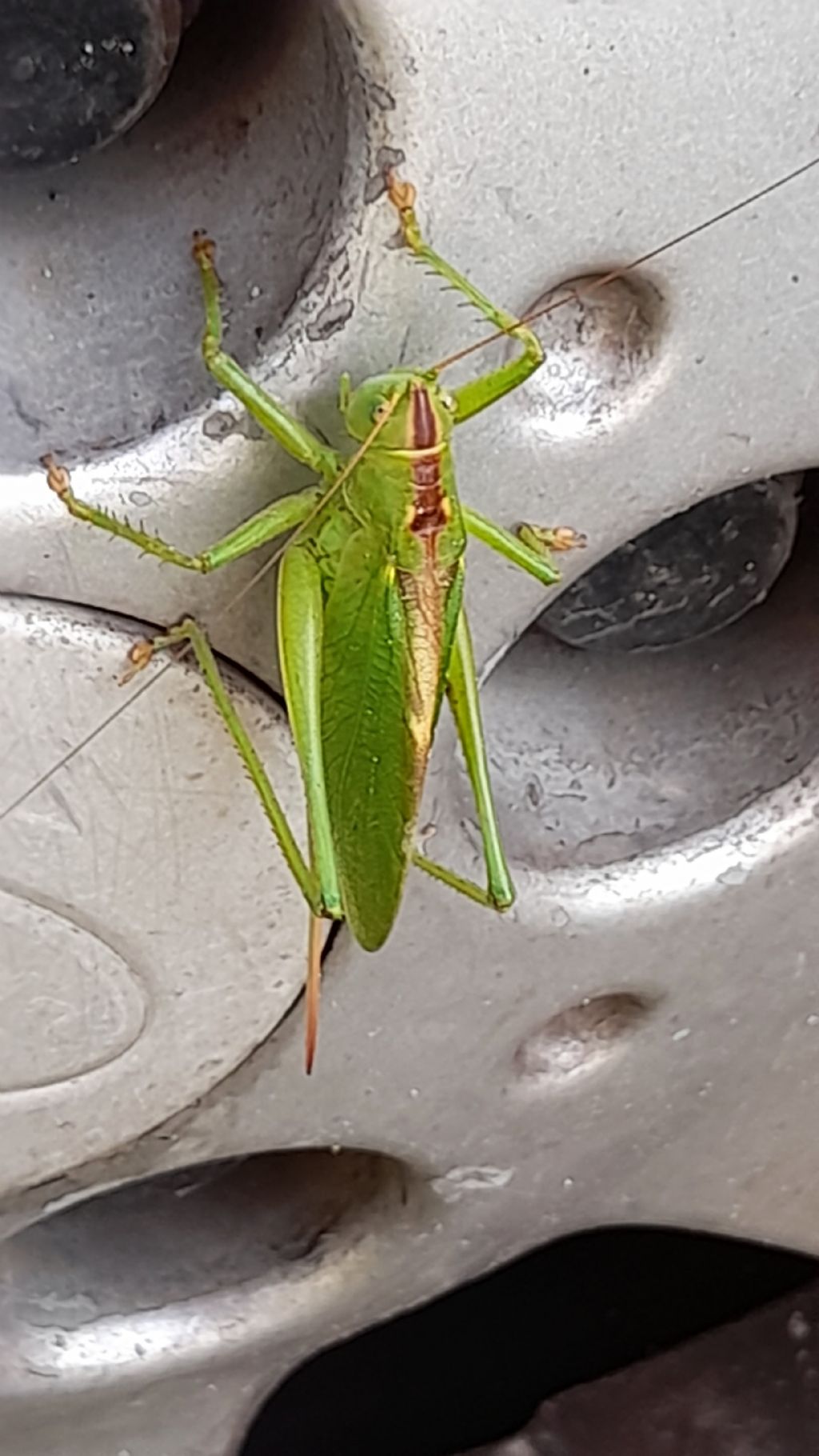 Tettigoniidae: Tettigonia cantans
