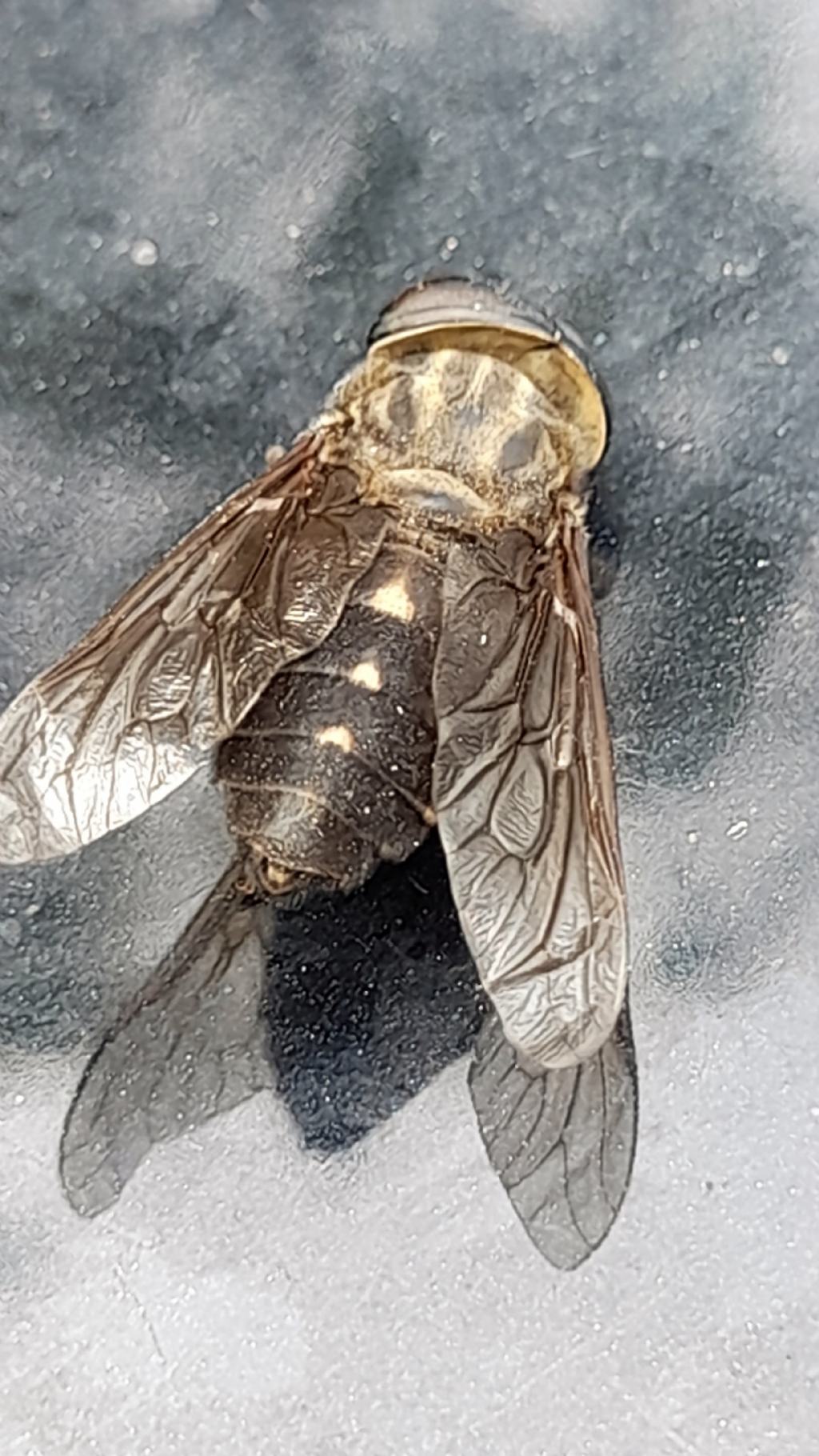 Tabanus cfr. glaucopis, maschio