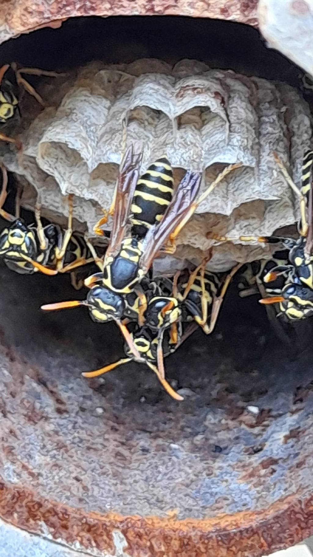 Polistes? Polistes nimpha