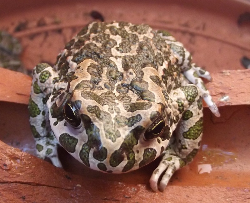 Bufo viridis? Bufotes balearicus