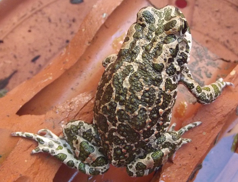 Bufo viridis? Bufotes balearicus