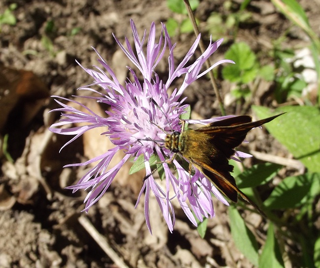 fiore strano con inquilino - Centaurea sp