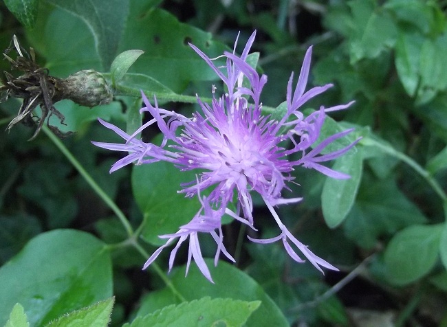 fiore strano con inquilino - Centaurea sp
