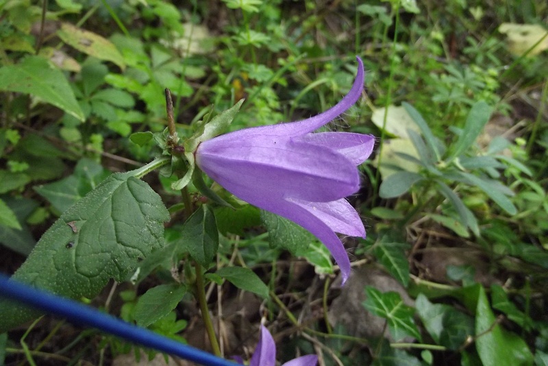 Campanula trachelium