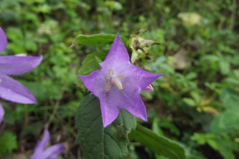 Campanula trachelium