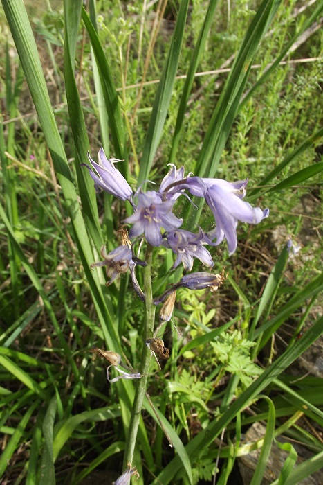 Hyacinthoides hispanica  (Asparagaceae)