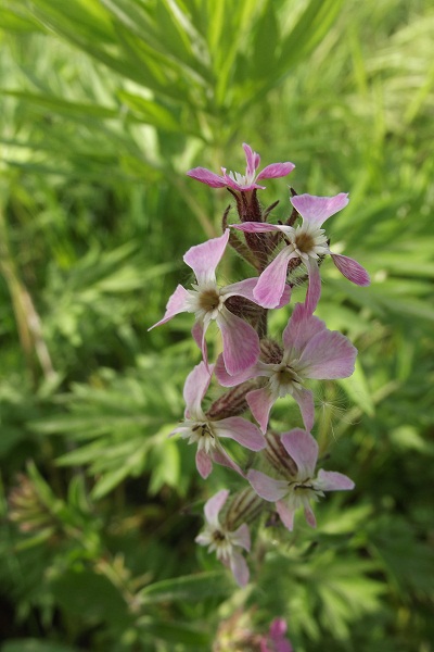 Silene gallica (Caryophyllaceae)