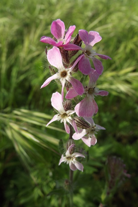 Silene gallica (Caryophyllaceae)