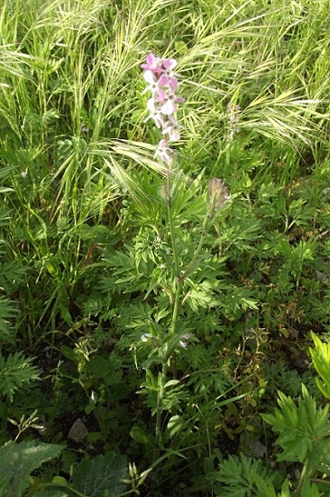 Silene gallica (Caryophyllaceae)