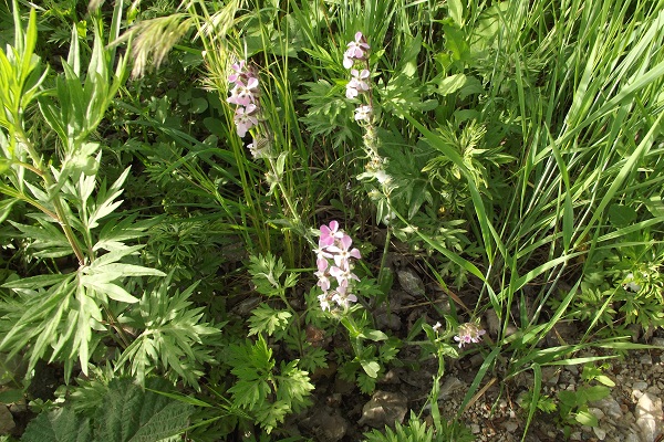 Silene gallica (Caryophyllaceae)