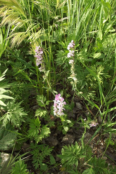 Silene gallica (Caryophyllaceae)
