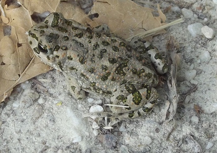 Bufo? Bufotes, rospo smeraldino