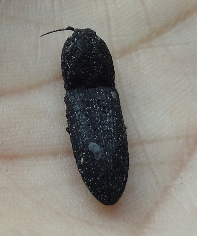 coleptero? quale? Lacon punctatus
