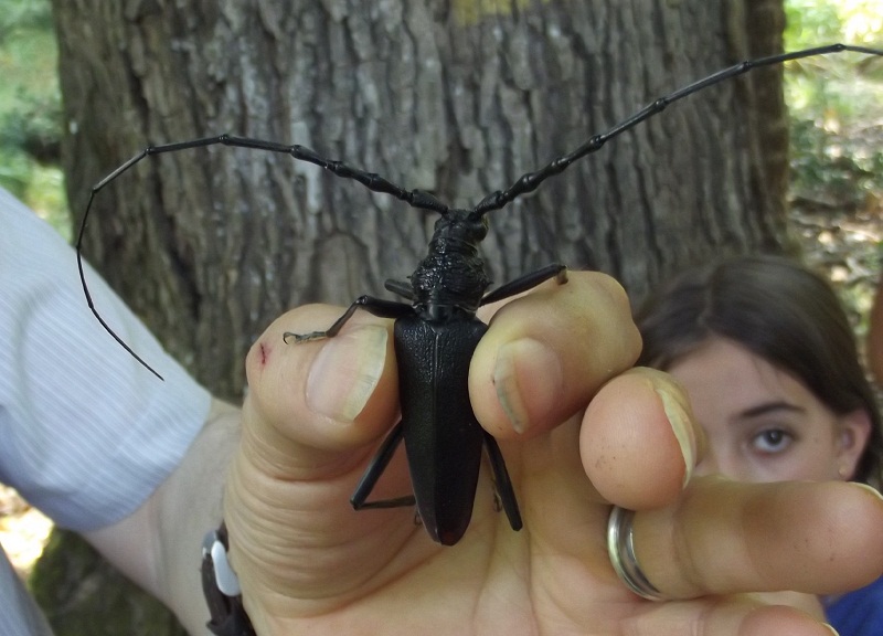 Cerambyx cerdo