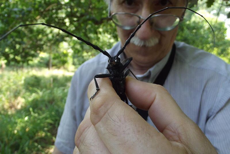 Cerambyx cerdo
