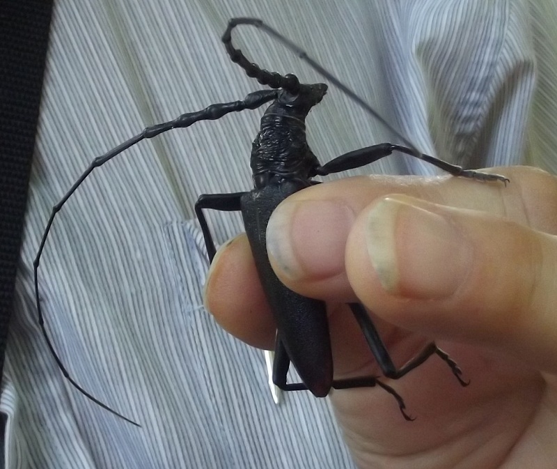 Cerambyx cerdo