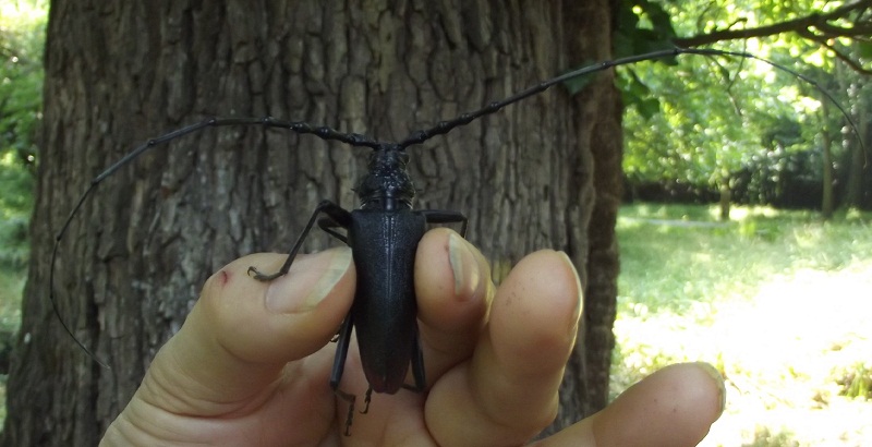 Cerambyx cerdo