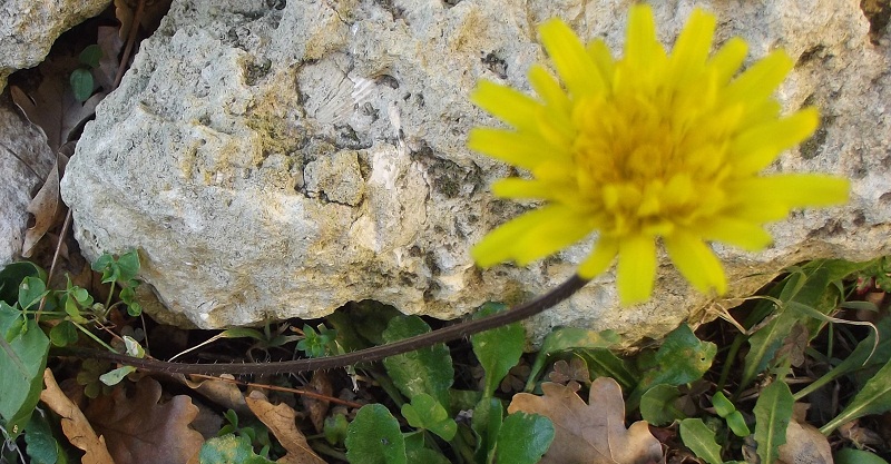 Tragopogon? - no. cfr. Leontodon tuberosus