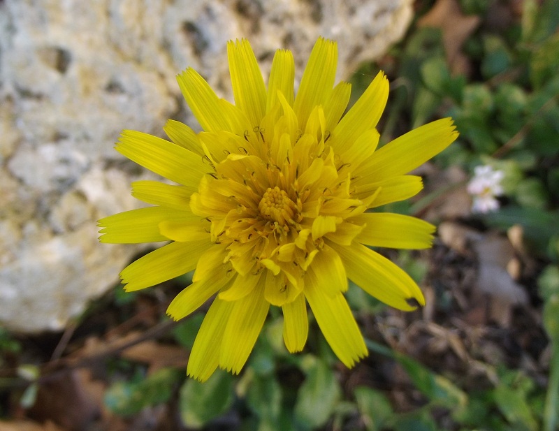 Tragopogon? - no. cfr. Leontodon tuberosus