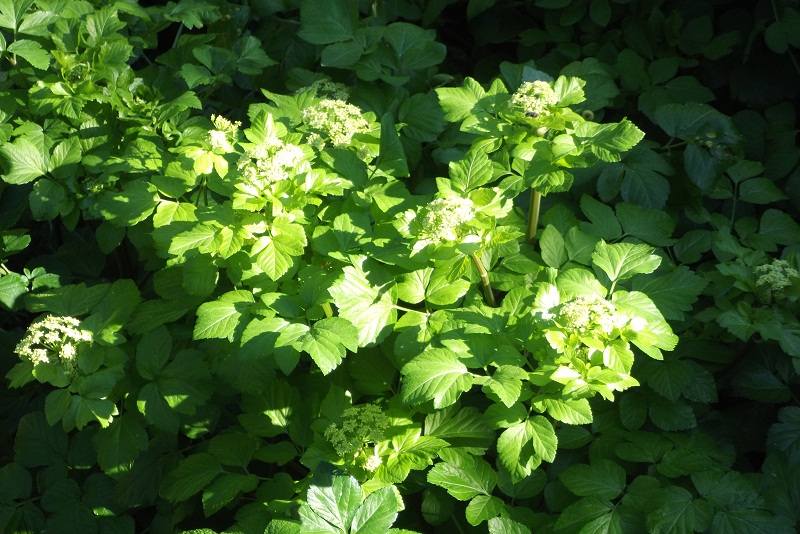 Smyrnium olusatrum