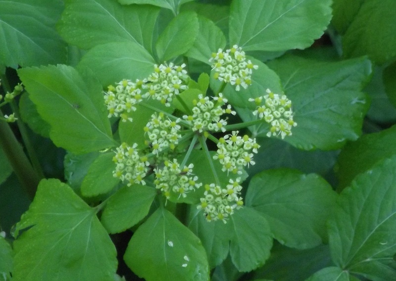 Smyrnium olusatrum