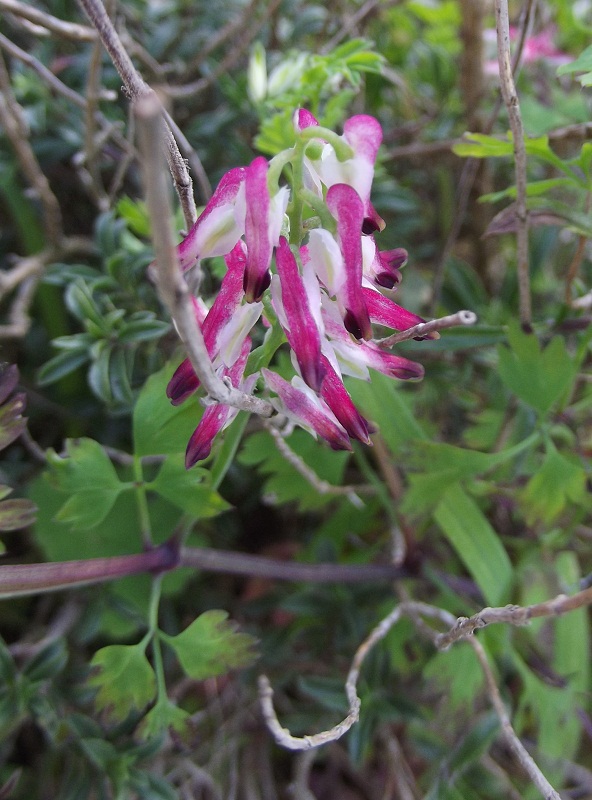 Fumaria officinalis? - no. Fumaria capreolata