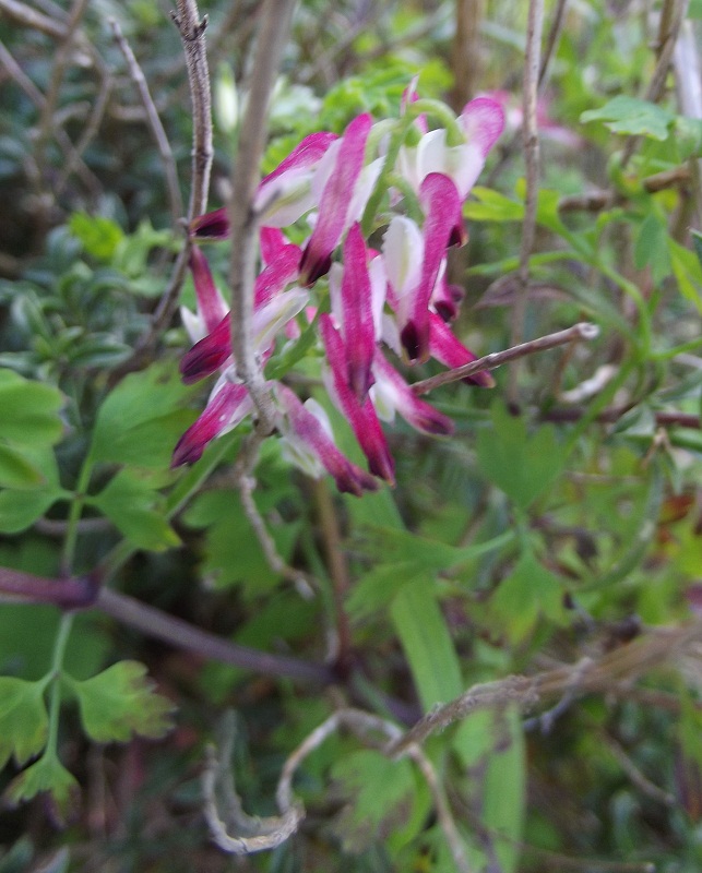 Fumaria officinalis? - no. Fumaria capreolata