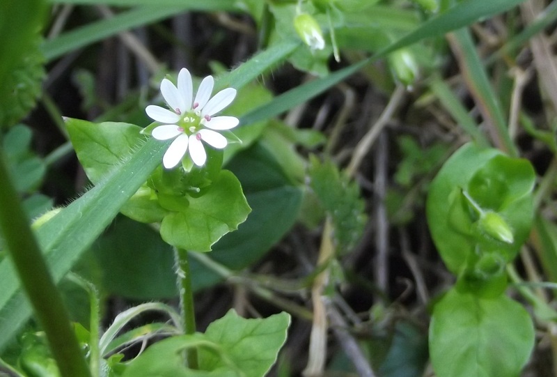 Stellaria neglecta - no, Stellaria media