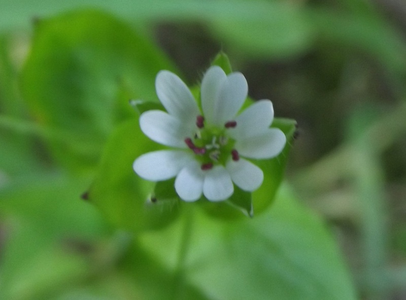 Stellaria neglecta - no, Stellaria media