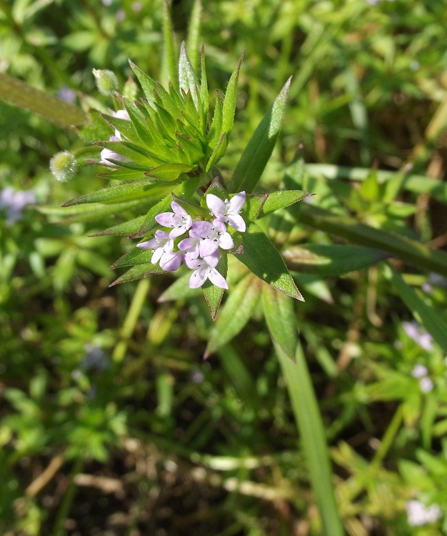 Sherardia arvensis