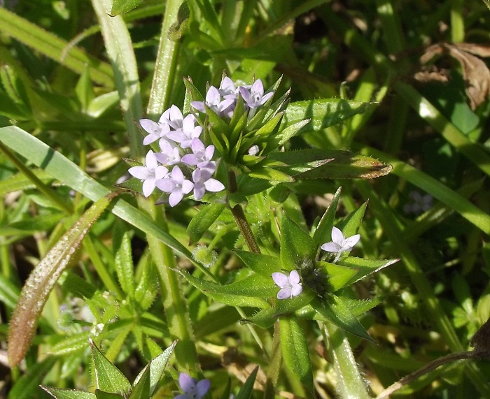 Sherardia arvensis