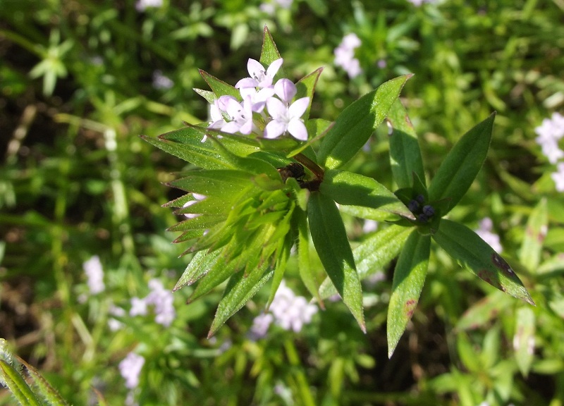 Sherardia arvensis