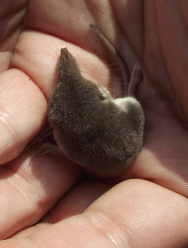 Suncus etruscus?  No, Crocidura leucodon