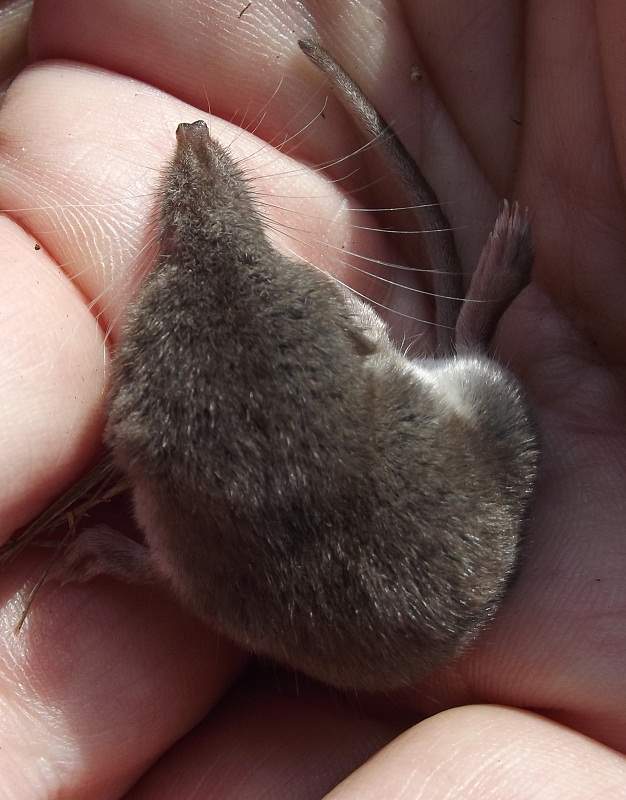 Suncus etruscus?  No, Crocidura leucodon