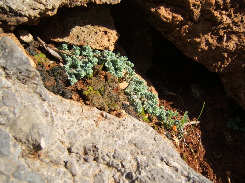 Sedum dasyphyllum / Borracina cinerea