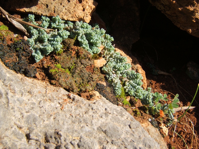 Sedum dasyphyllum / Borracina cinerea