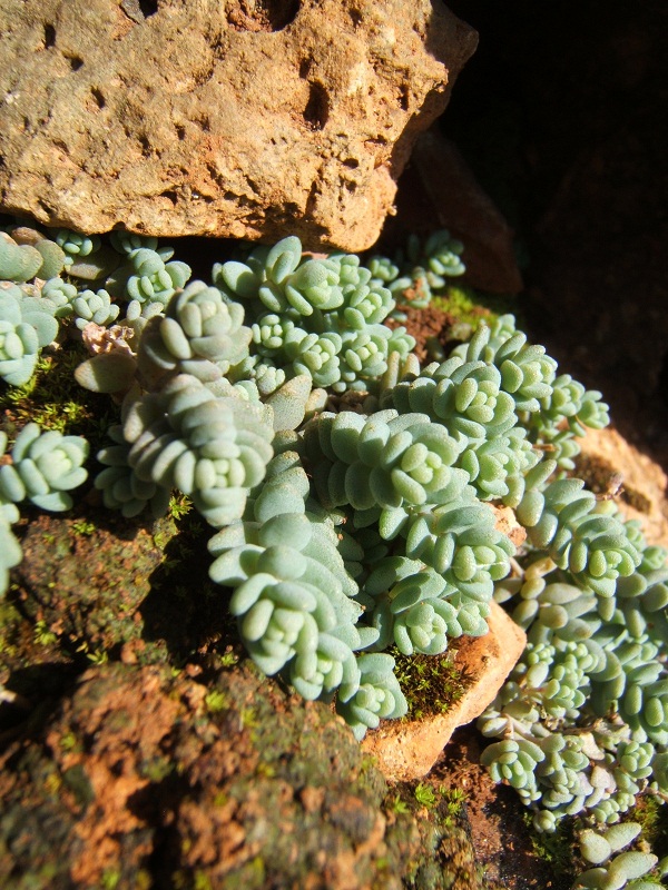 Sedum dasyphyllum / Borracina cinerea