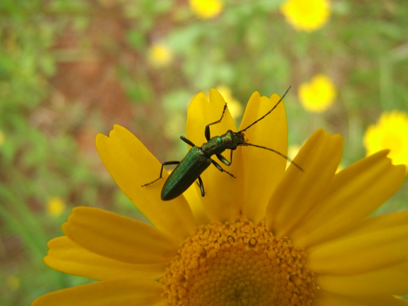 composita gialla con ospiti