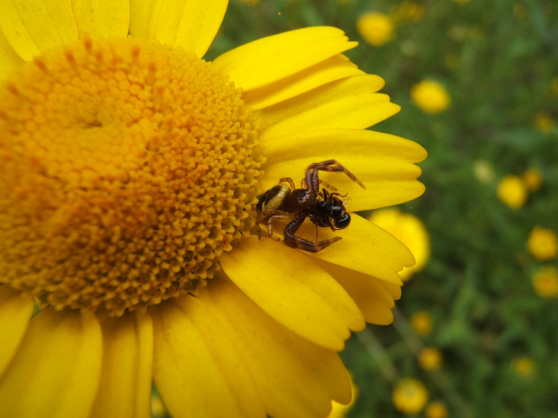 composita gialla con ospiti