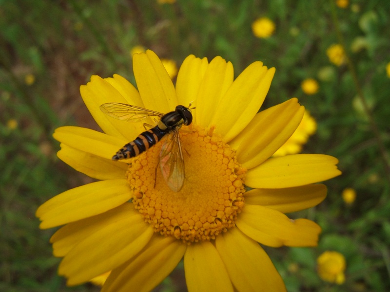 composita gialla con ospiti