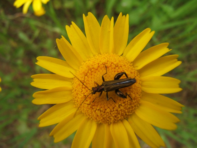 composita gialla con ospiti