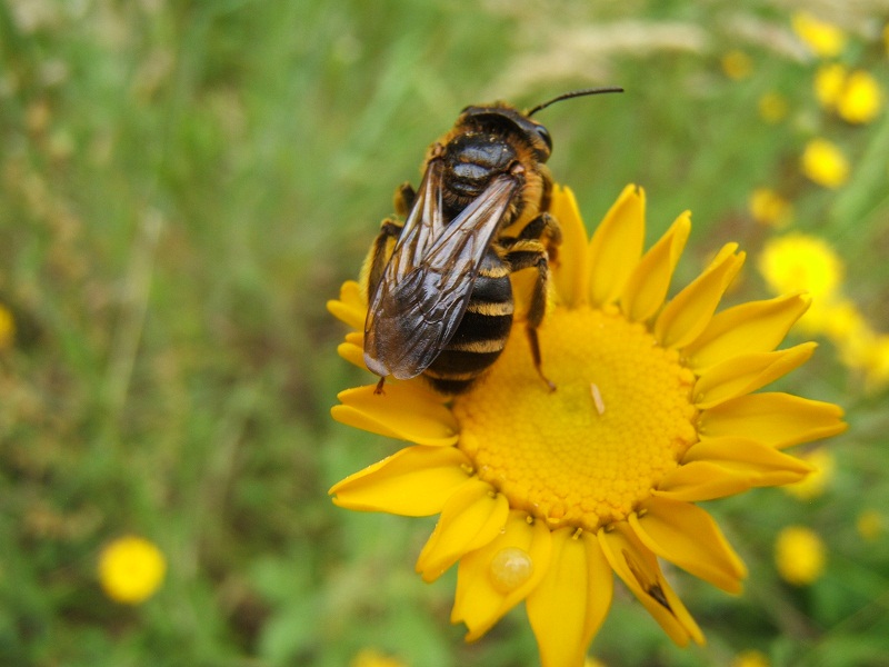 composita gialla con ospiti