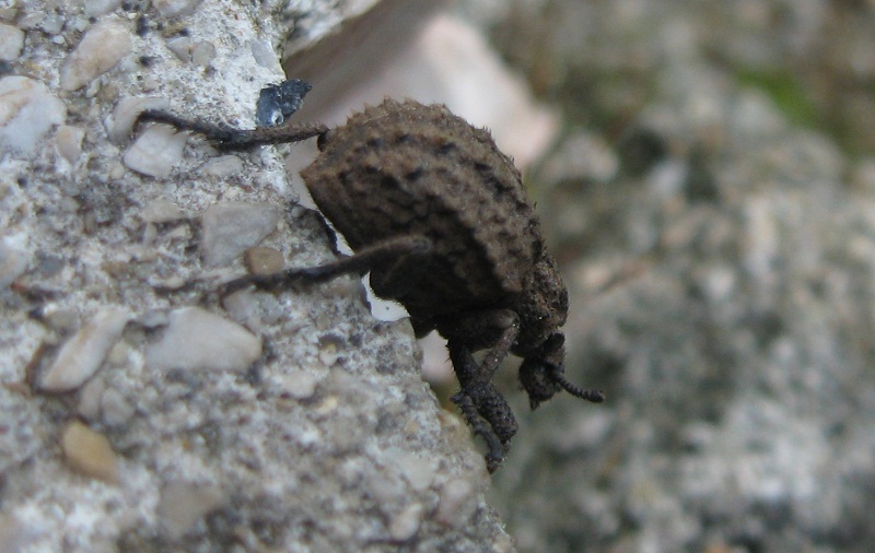 Brachycerus sp.